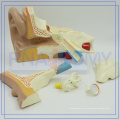 PNT-0671 5 parts Human Ear model